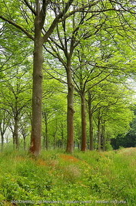 Fraxinus Excelsior – European Ash