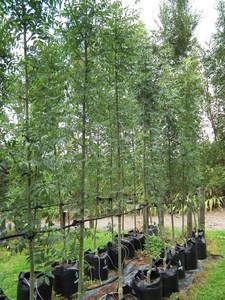 Trees: Fraxinus Excelsior Green Glow PVR – European Ash