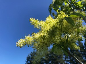 Trees: Fraxinus Ornus – Flowering Ash