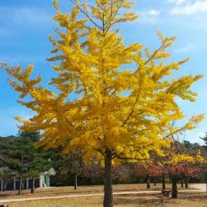 Trees: Ginkgo Bilboa – Maidenhair Tree