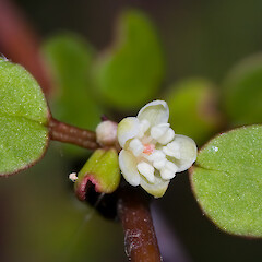 Muehlenbeckia Astonii- Shrubby Tororaro