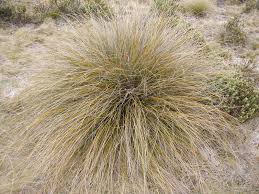 Shrubs: Chionochloa Rubra – Red Tussock