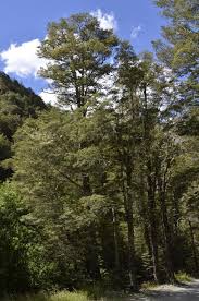 Fuscospora Cliffortoides – NZ Mountain Beech
