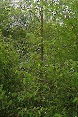 Trees: Plagianthus Regius – Ribbonmwood