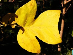 Liriodendron Tulipifera – Tulip Tree