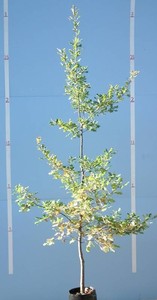 Quercus Robur – English Oak