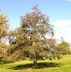 Alnus Cordata