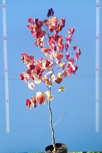 Trees: Cercis Canadensis