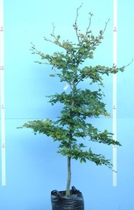 Fagus Sylvatica – European Beech