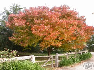 Zelkova Serata – Japanese Elm
