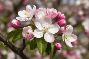 Malus Gorgeous