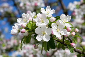 Trees: Malus Trilobata – Ornamental Crabapple