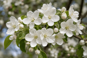 Trees: Malus Tschonowskii – Chonosuki Crabapple/ Pillar Crabapple