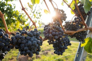 COMING SOON, Wine The Graduates Wines