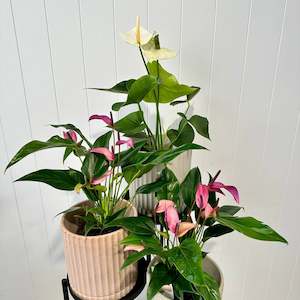 Bundable App: Anthurium
