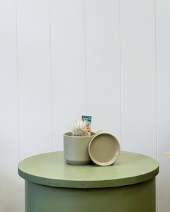 Plants: Oslo Planter Sage