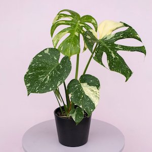 Variegation Station: Monstera Thai Constellation