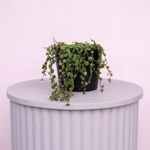 Bundable App: String of Turtles