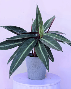 Bundable App: Stromanthe Stripestar