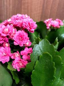 Kalanchoe combo