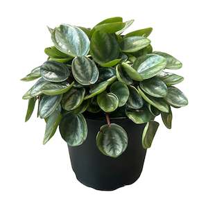 Peperomia 'Royal Princess'