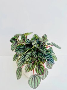 Bundable App: Peperomia 'Piccolo Banda'