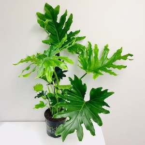 Bundable App: Philodendron Hope