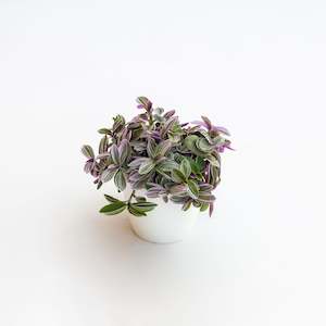 All: Tradescantia 'Sweetness'