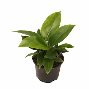 Bundable App: Philodendron Imperial Green
