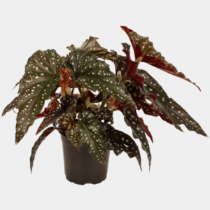 Bundable App: Begonia - Black Forest