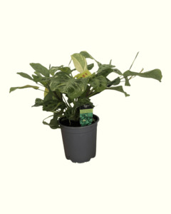 Bundable App Updated: Maranta Leuconeura Variegated