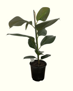 Ficus Elastica Green