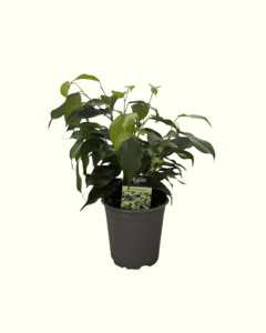 All: Ficus Benjamina