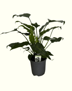 Philodendron Xanadu