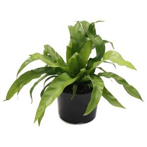 Bird’s Nest Fern (Asplenium antiquum)