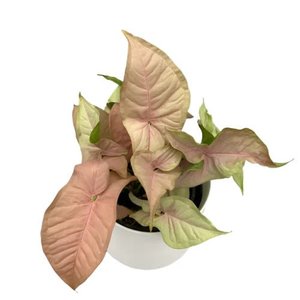 Plants: Pink Syngonium - Red Heart