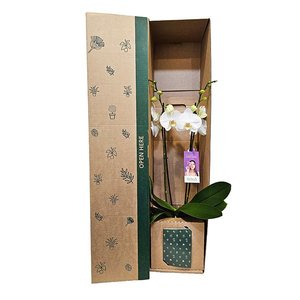 Bundable App: Phalaenopsis Orchid