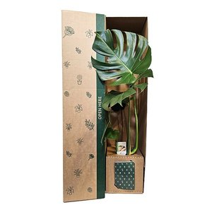 Bundable App: Monstera Delicoisa