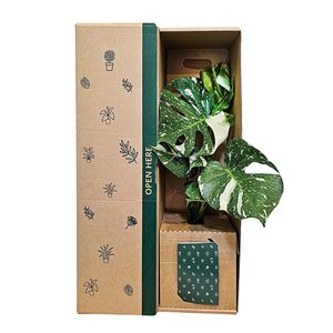 Bundable App: Monstera Thai Constellation