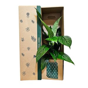 Bundable App: Peace Lily Foliage