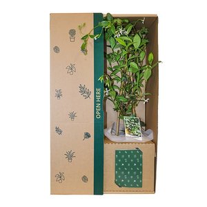 Bundable App: Jasmine White Flowers