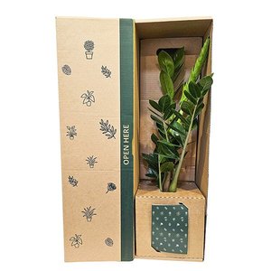 Bundable App: Zamioculcas ZZ Green