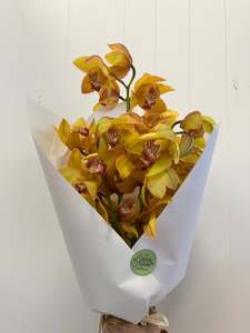Products: Orchid Stem Special!