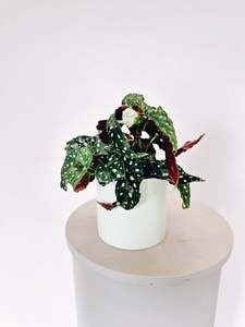Bundable App: Begonia Polka Dot