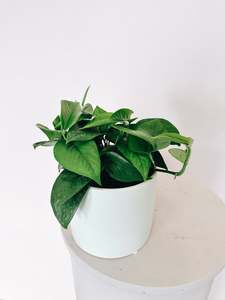 Bundable App: Epipremnum (Green Pothos)