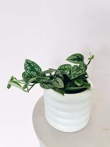 Bundable App: Epipremnum Satin (Satin Pothos)