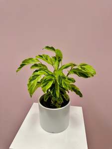 Bundable App: Calathea Lietzei "Yellow Fusion"