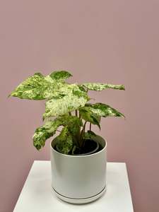 Bundable App: Alocasia Odora Batik Variegated