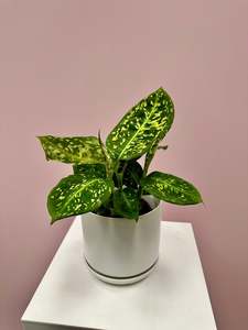 Bundable App: Dieffenbachia Amoena Reflector