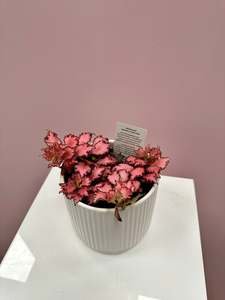 Bundable App: Fittonia verschaffeltii (pink)